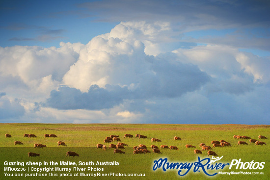 Grazing sheep in the Mallee, South Australia
