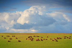 Grazing sheep in the Mallee, South Australia