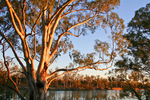 Murray River on sunset, Merbein, Victoria