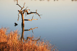 Sunrise at Lake Cullulleraine, Victoria