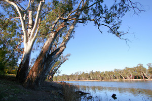 Murray River at Coomealla, Dareton, New South Wales