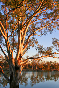 Murray River on sunset, Merbein, Victoria