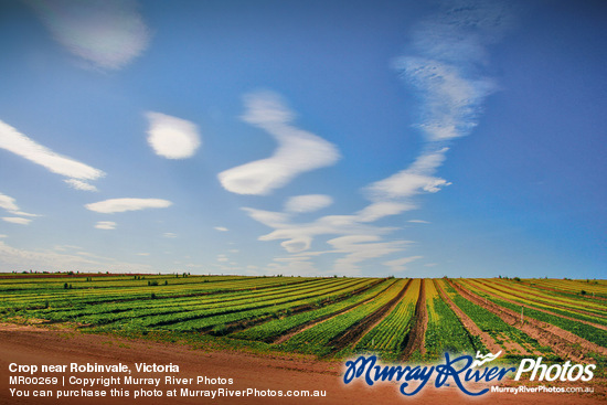 Crop near Robinvale, Victoria