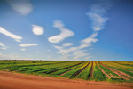 Crop near Robinvale, Victoria