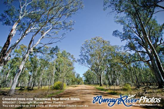 Crowded trees near Tocumwal, New South Wales