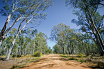 Crowded trees near Tocumwal, New South Wales