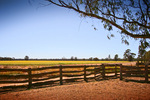 Canola Crop, New South Wales