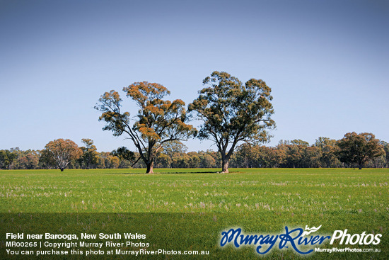 Field near Barooga, New South Wales