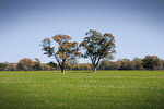 Field near Barooga, New South Wales