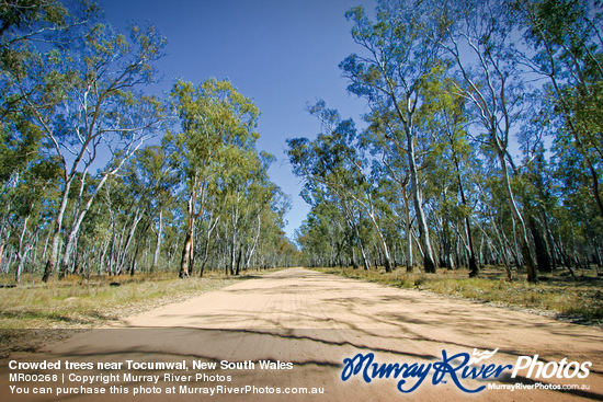 Crowded trees near Tocumwal, New South Wales