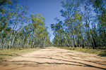 Crowded trees near Tocumwal, New South Wales