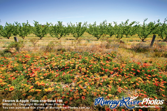 Flowers & Apple Trees near Swan Hill