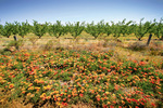 Flowers & Apple Trees near Swan Hill