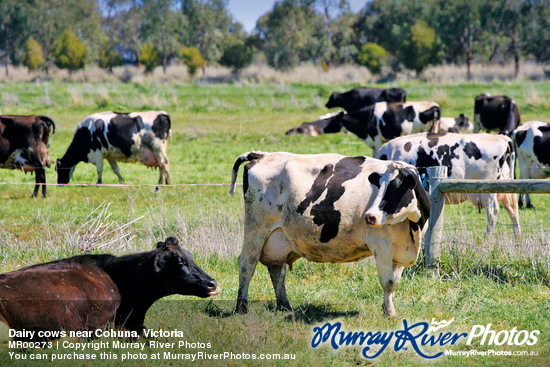 Dairy cows near Cohuna, Victoria