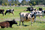 Dairy cows near Cohuna, Victoria