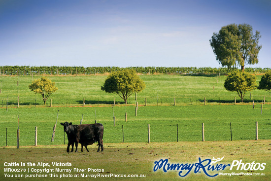 Cattle in the Alps, Victoria