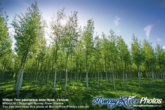 Willow Tree plantation near Nyah, Victoria