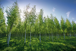 Willow Tree plantation near Nyah, Victoria