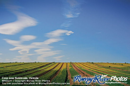 Crop near Robinvale, Victoria