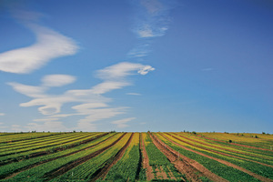 Crop near Robinvale, Victoria