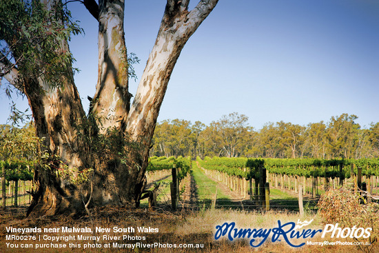 Vineyards near Mulwala, New South Wales