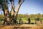 Vineyards near Mulwala, New South Wales