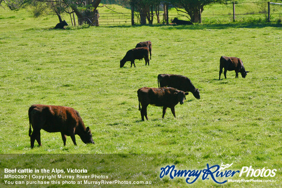 Beef cattle in the Alps, Victoria