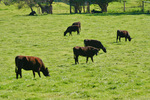 Beef cattle in the Alps, Victoria