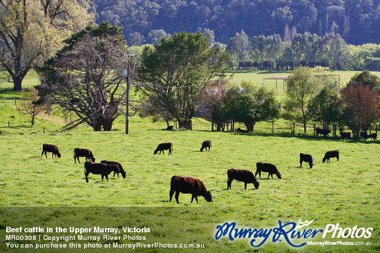 Beef cattle in the Upper Murray, Victoria