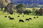Beef cattle in the Upper Murray, Victoria