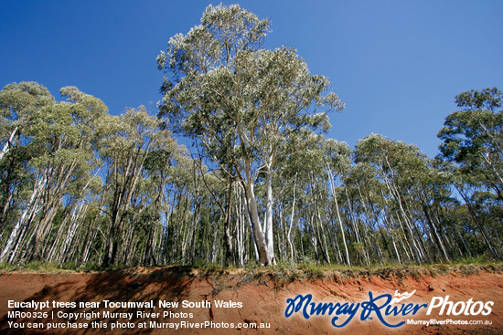 Eucalypt trees near Tocumwal, New South Wales