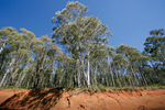 Eucalypt trees near Tocumwal, New South Wales