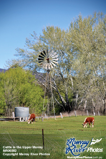 Cattle in the Upper Murray