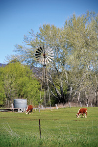 Cattle in the Upper Murray