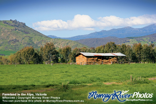 Farmland in the Alps, Victoria