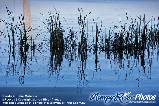 Reeds in Lake Mulwala