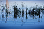 Reeds in Lake Mulwala