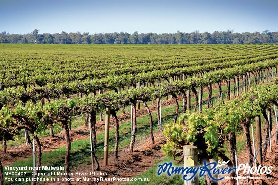 Vineyard near Mulwala