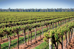 Vineyard near Mulwala