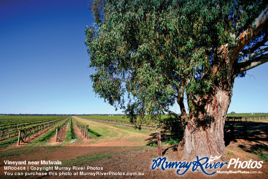 Vineyard near Mulwala