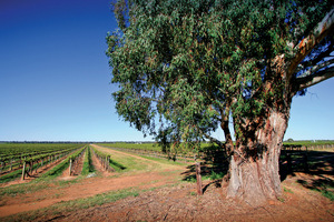 Vineyard near Mulwala