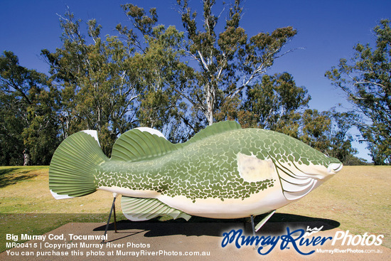 Big Murray Cod, Tocumwal