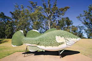 Big Murray Cod, Tocumwal