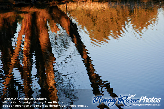 Reflection of tree at Corowa