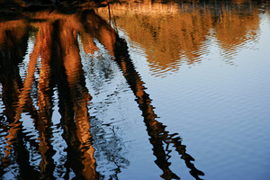Reflection of tree at Corowa