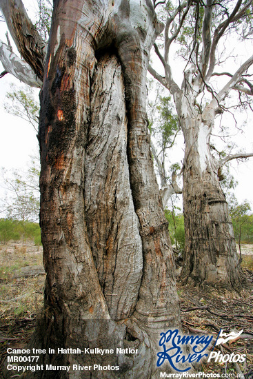 Canoe tree in Hattah-Kulkyne National Park