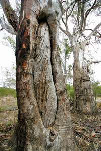 Canoe tree in Hattah-Kulkyne National Park