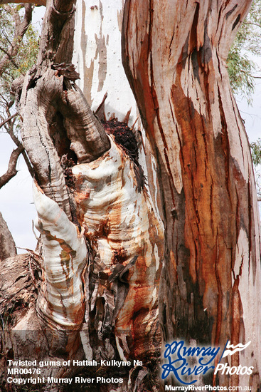 Twisted gums of Hattah-Kulkyne National Park