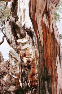 Twisted gums of Hattah-Kulkyne National Park