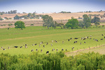 Dairy farms near Tailem Bend, South Australia